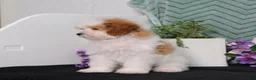 Miniature Poodle dogs for sale: BJs Yogert - Ad 3