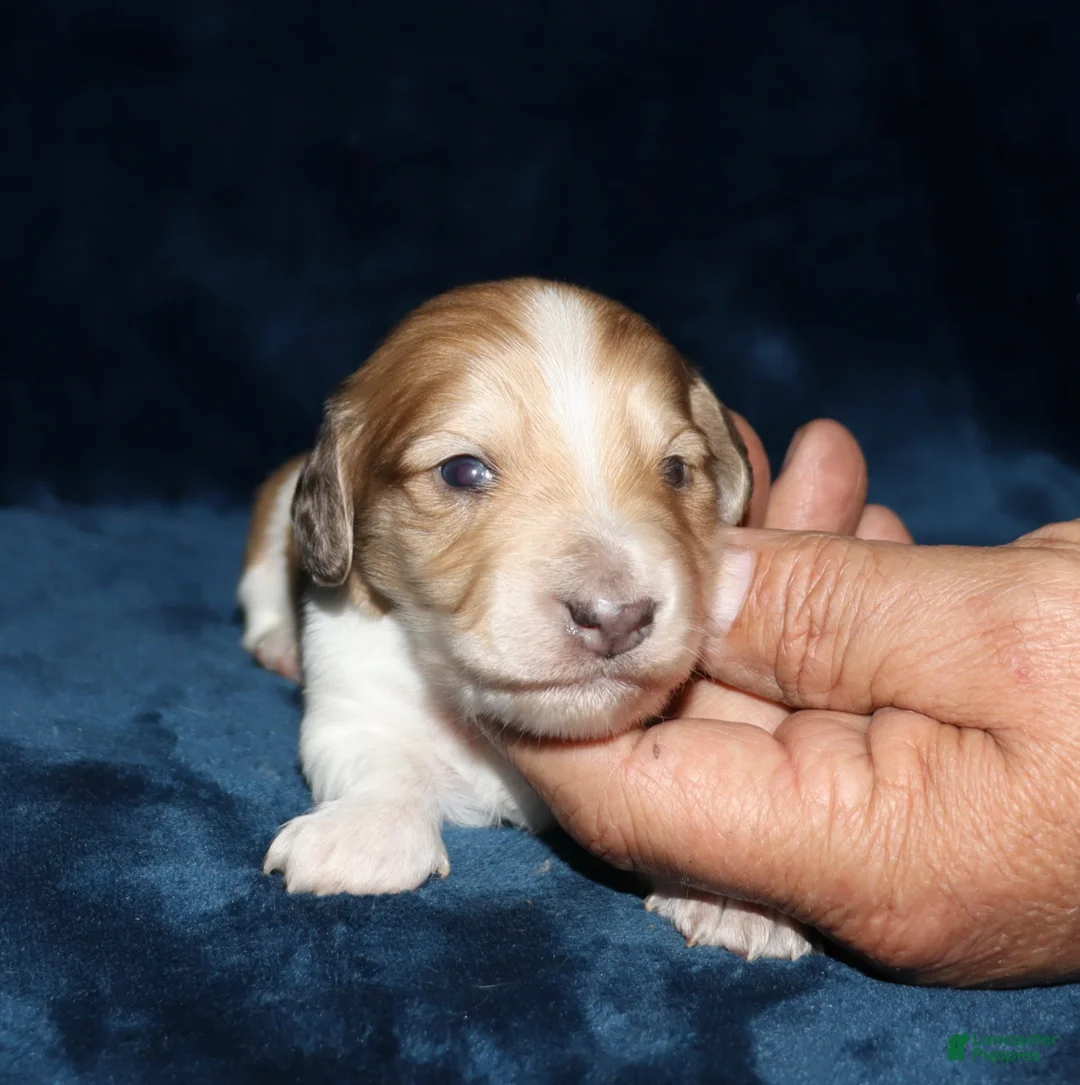Miniature Dachshund dogs for sale: Whayatt - Ad 2