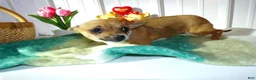 Chihuahua dogs for sale: Chihuahua Puppy 1 Tiny - Ad 2