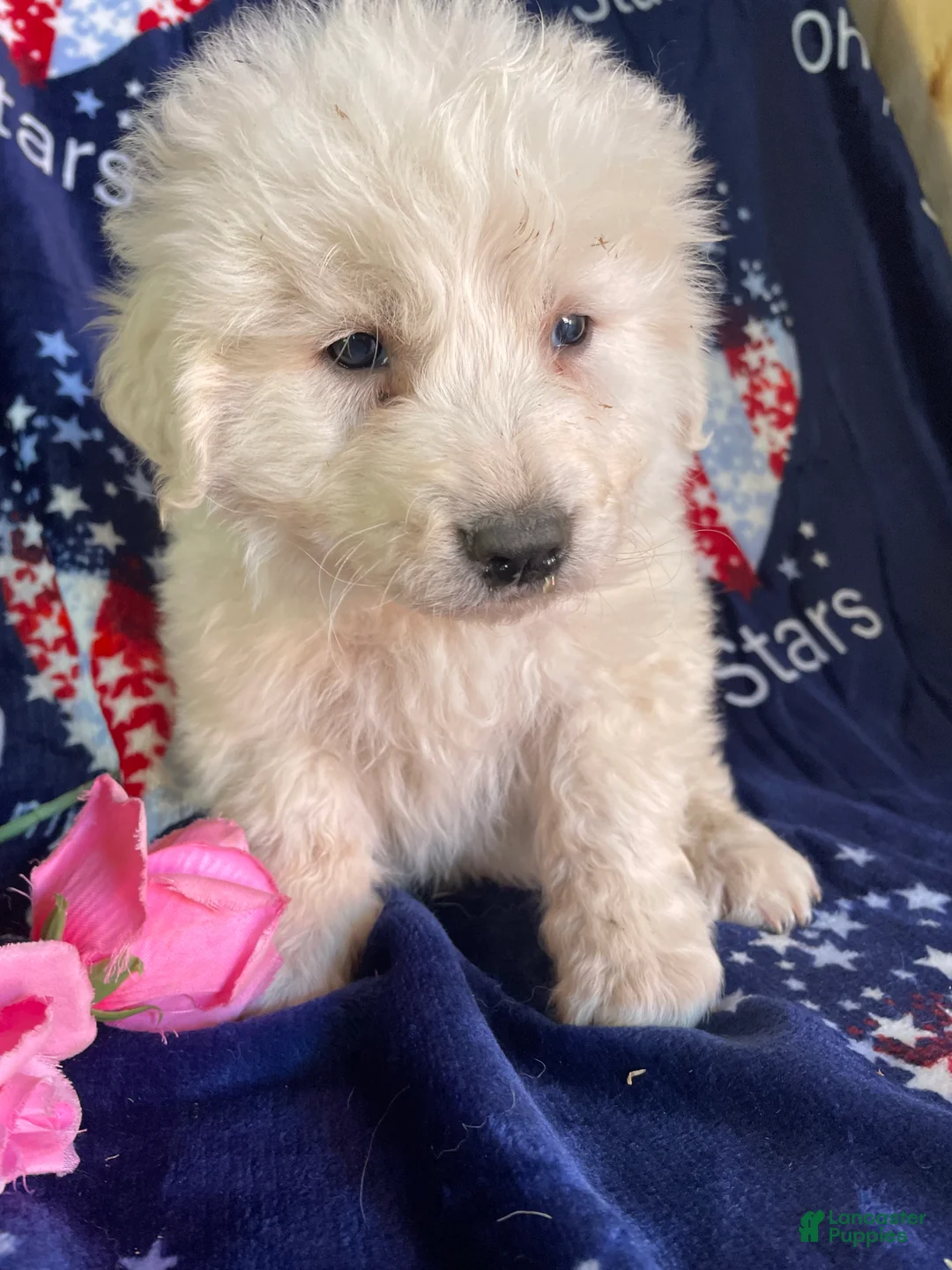 Great Pyrenees dogs for sale: Yukon - Ad 2
