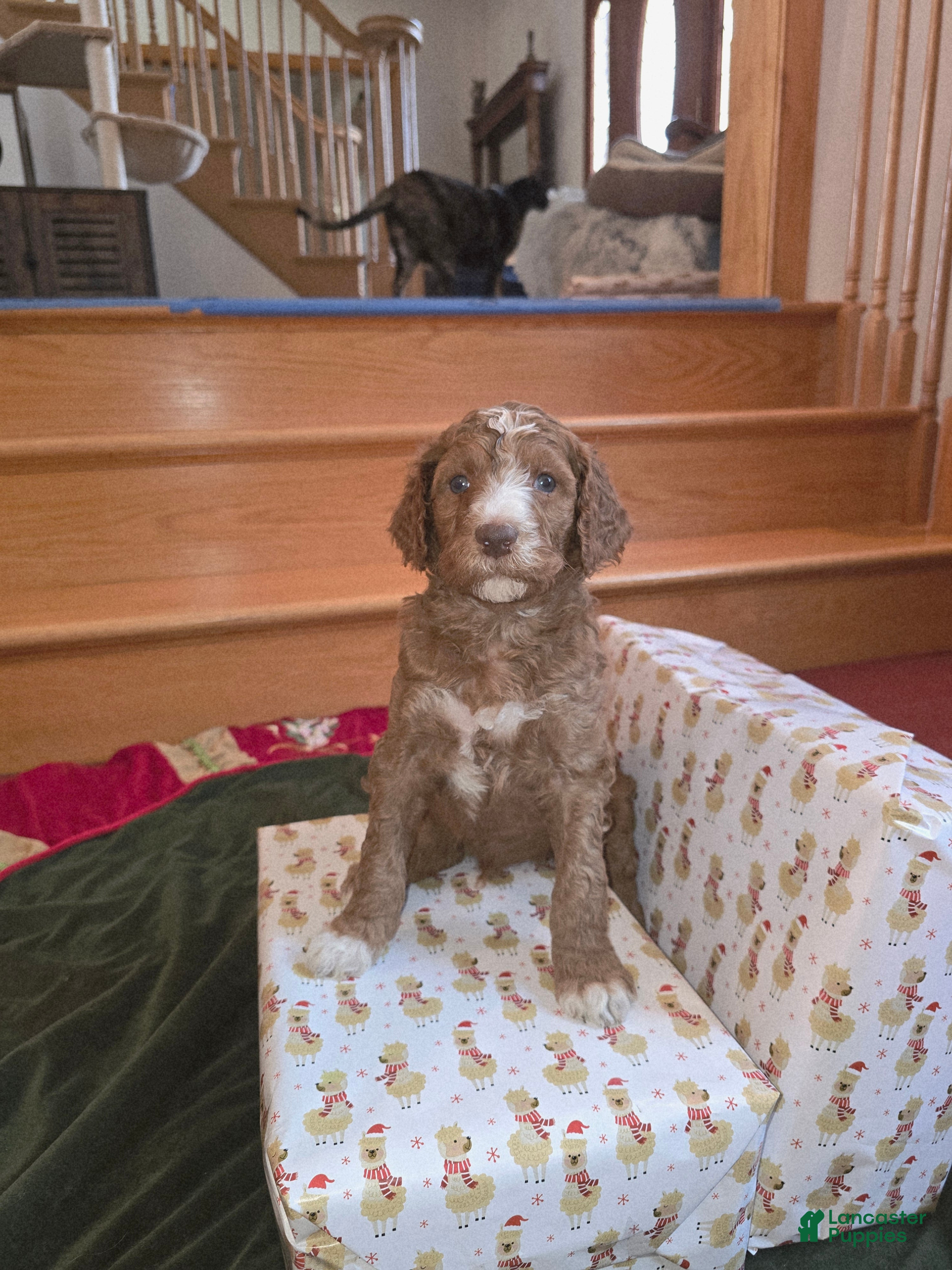 Standard Poodle dogs Hunter - Ad 19