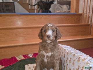 Standard Poodle dogs Hunter - Ad 1