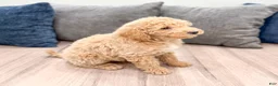 Miniature Labradoodle dogs for sale: Kacey - Ad 4
