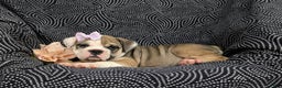Olde English Bulldogge dogs for sale: Ginger - Ad 5