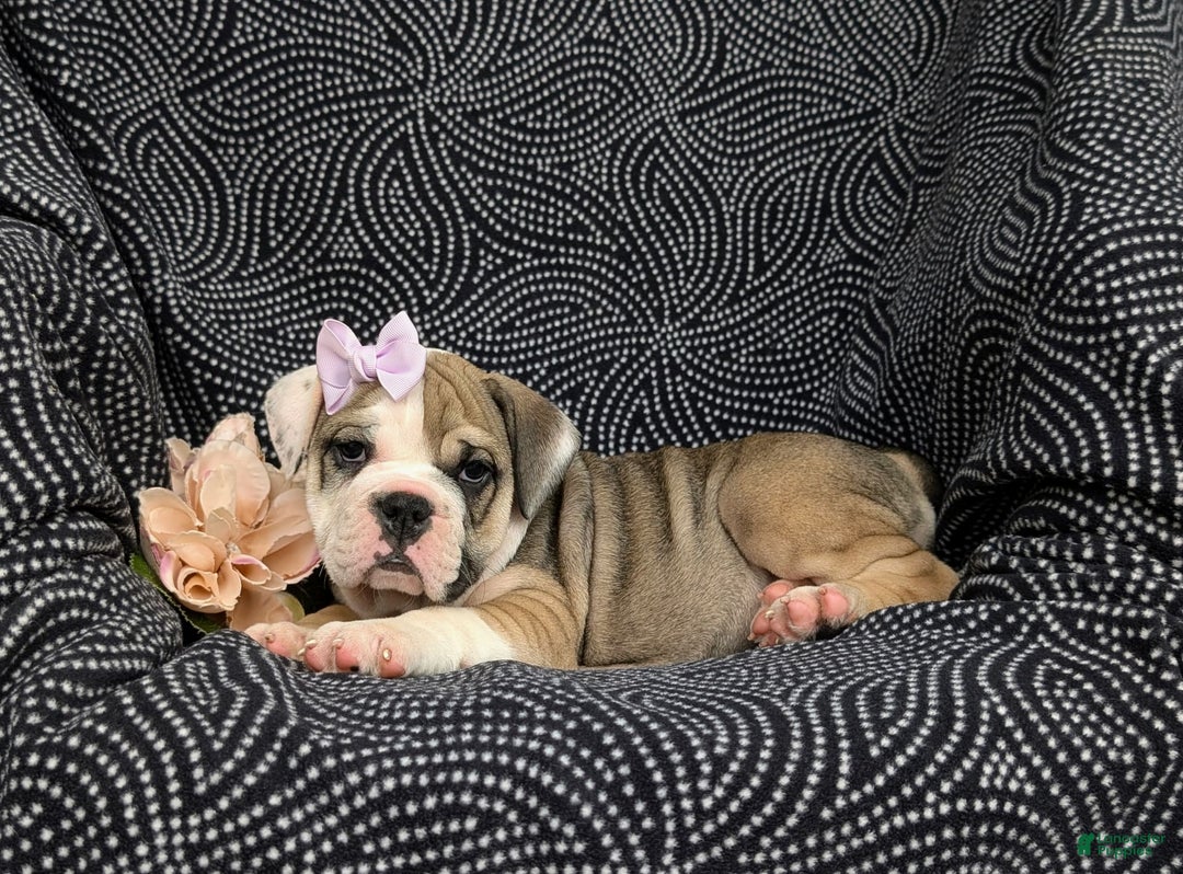 Olde English Bulldogge dogs for sale: Ginger - Ad 5