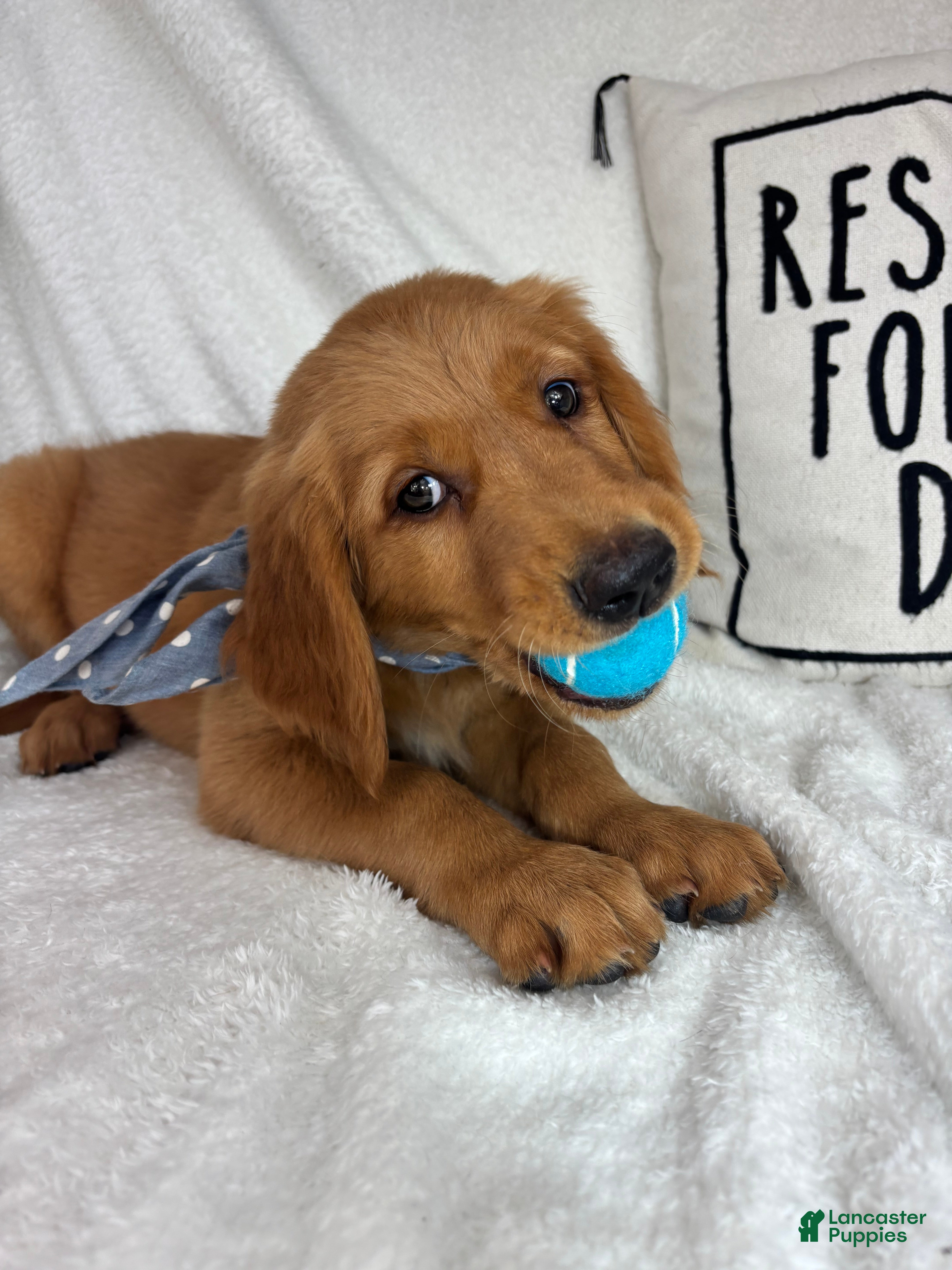 Golden Retriever dogs Grover - Ad 1