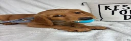 Golden Retriever dogs for sale: Grover - Ad 1