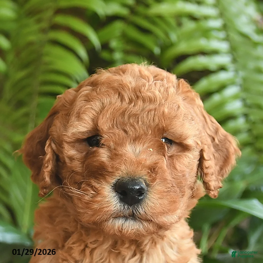 Mini Goldendoodle dogs for sale: Finley  - Ad 4
