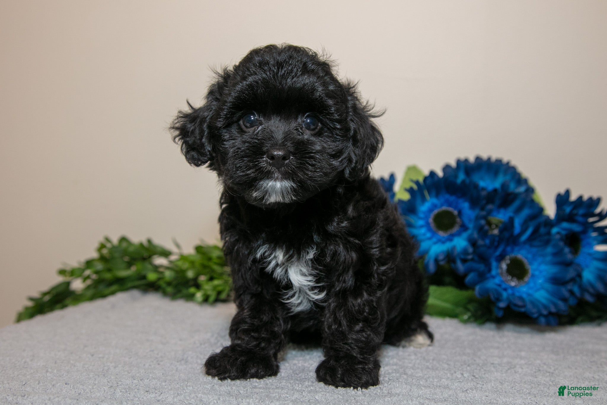 Yorkiepoo dogs Delta - Ad 1