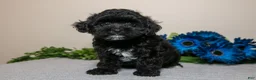 Yorkiepoo dogs for sale: Delta - Ad 1