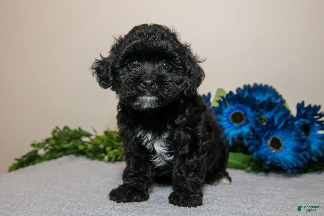 Yorkiepoo dogs for sale: Delta - Ad 1