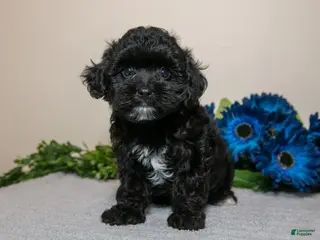Yorkiepoo dogs for sale: Delta - Ad 4