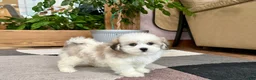 Mixed Breed dogs for sale: Lhasa/Maltese female 2 - Ad 5