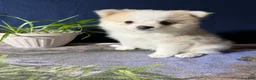 Pomeranian dogs for sale: Rachelle - Ad 17