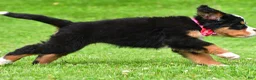 Bernese Mountain Dog dogs for sale: Nicole - Ad 11
