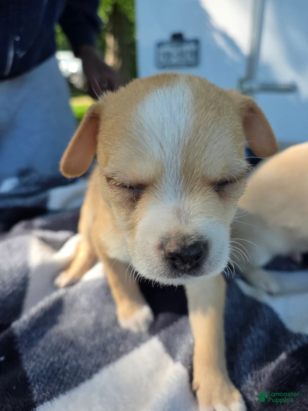 Chihuahua dogs for sale: Chihuahua Puppy 3 - Ad 1