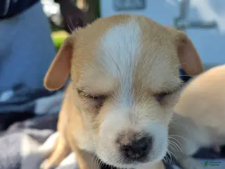 Chihuahua dogs Chihuahua Puppy 3 - Ad 37