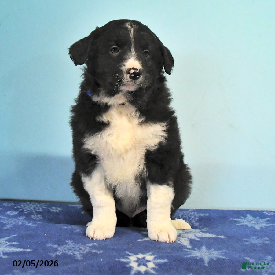 Mixed Breed dogs Rocky - Ad 2