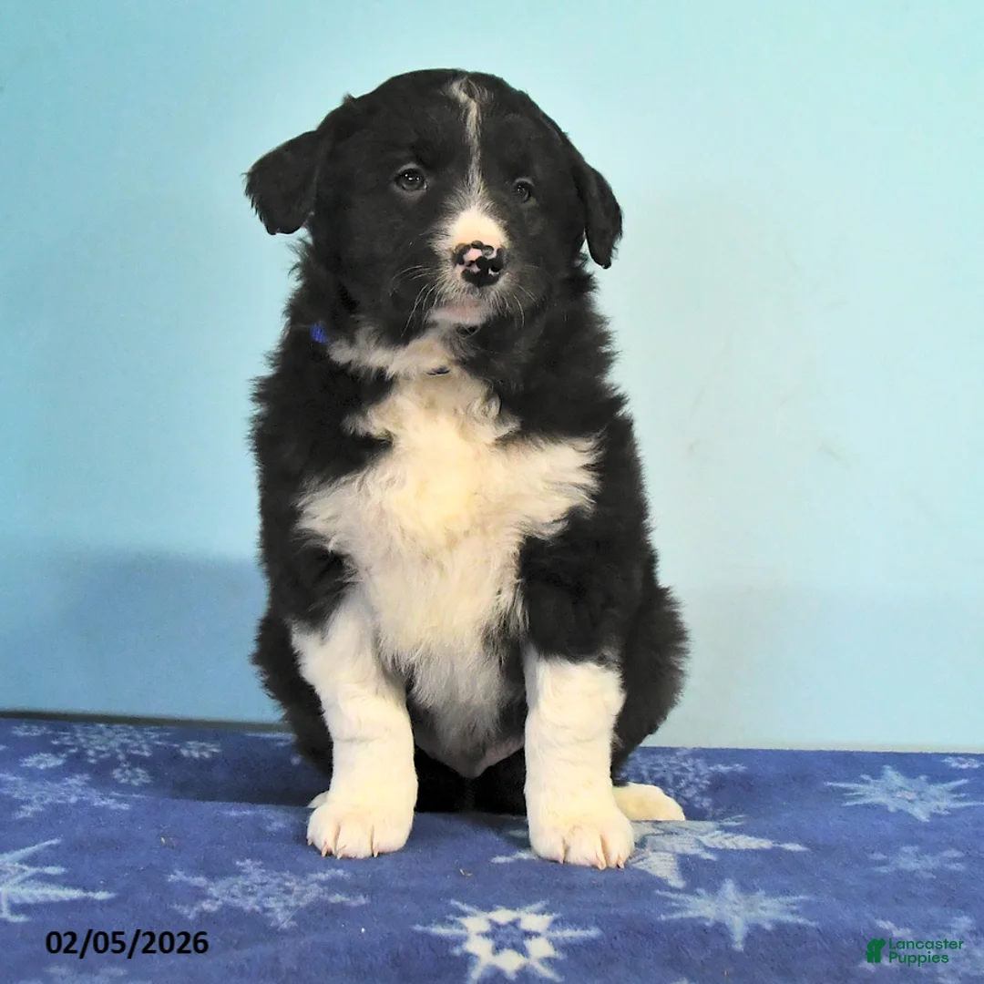 Mixed Breed dogs for sale: Rocky - Ad 2