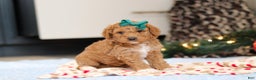 Goldendoodle dogs for sale: Flicka - Ad 6