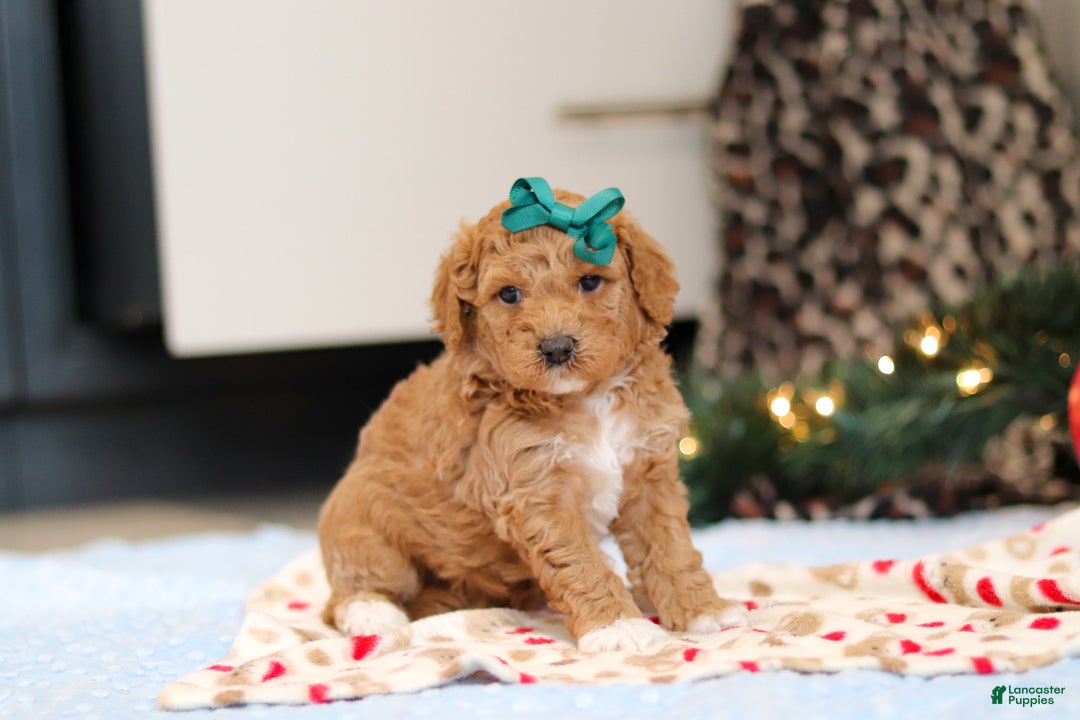 Goldendoodle dogs for sale: Flicka - Ad 6