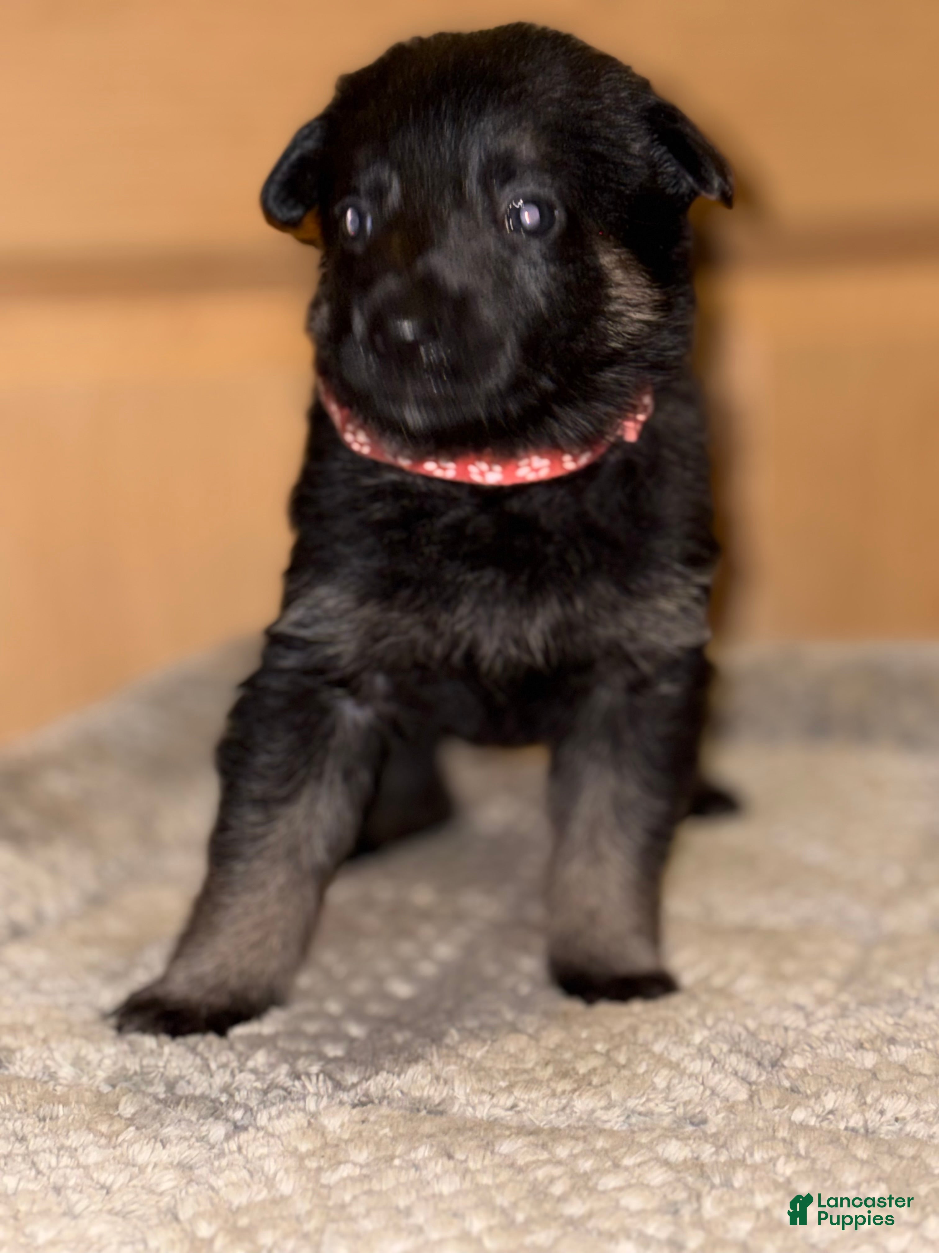 German Shepherd dogs Pink Collar Female 12-30 - Ad 22