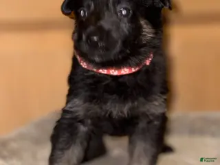 German Shepherd dogs Pink Collar Female 12-30 - Ad 22