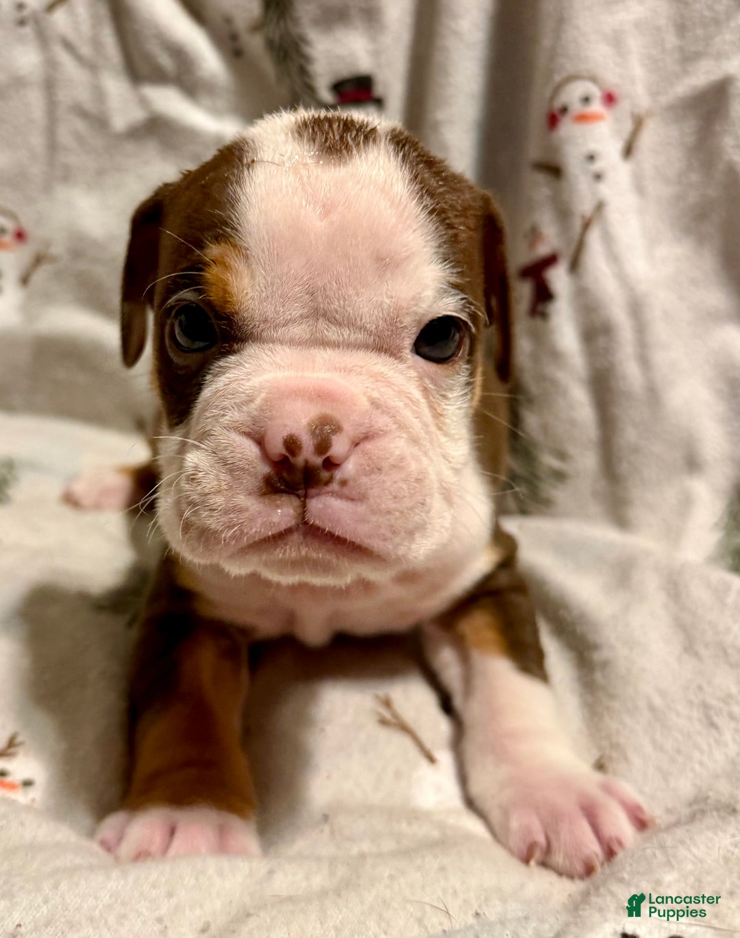 Olde English Bulldogge dogs for sale: Kayce - Ad 2