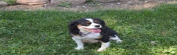 Cavalier King Charles Spaniel dogs for sale: Wade - Ad 7