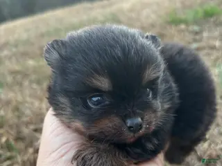 Pomeranian dogs Pomeranian Puppy 2 - Ad 19