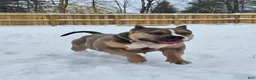 American Bully dogs for sale: Pixie - Ad 12