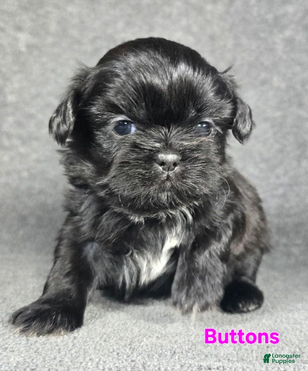 Shih Tzu dogs for sale: Buttons - Ad 4