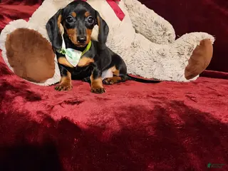 Miniature Dachshund dogs *LOLA* - Ad 3