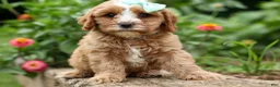 Cavapoo dogs for sale: Violet 💗 - Ad 5