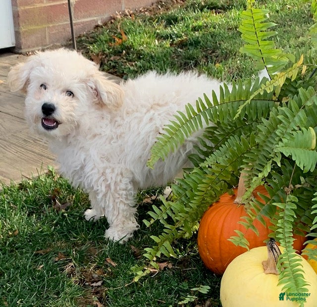 Bichpoo dogs Mork - Ad 5