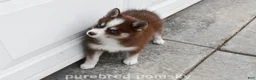 Pomsky dogs for sale: Truffle Tiny Pomsky - Ad 5