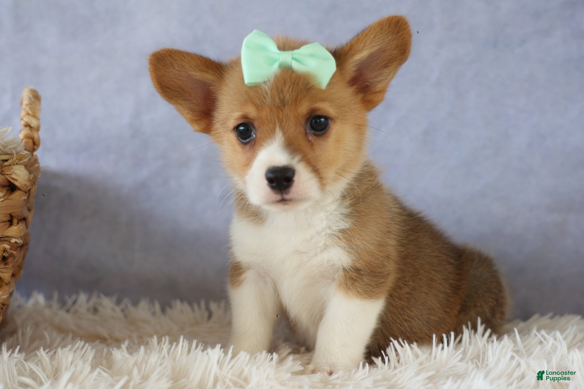 Welsh Corgi Pembroke dogs Zella 💗 - Ad 1