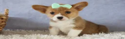Welsh Corgi Pembroke dogs for sale: Zella 💗 - Ad 3