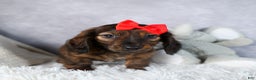 Miniature Dachshund dogs for sale: Felix - Ad 10