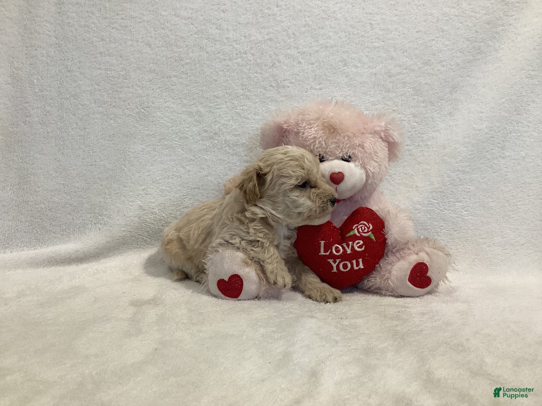 Maltipoo dogs for sale: Cuddles - Ad 3