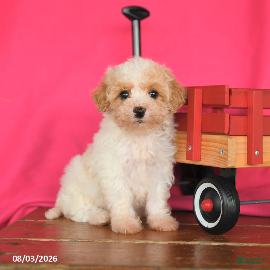 Maltipoo dogs Ocean - Ad 2