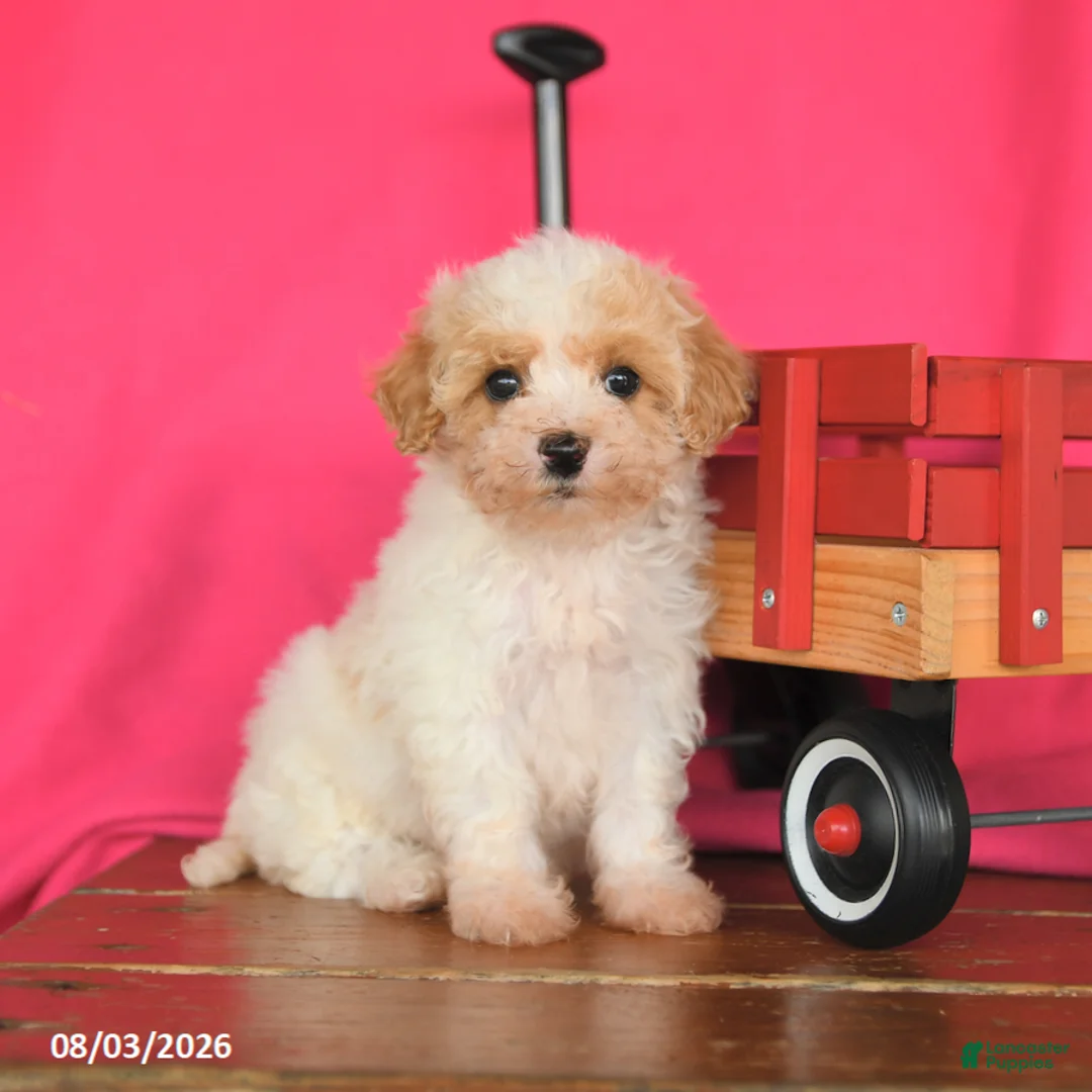 Maltipoo dogs for sale: Ocean - Ad 2
