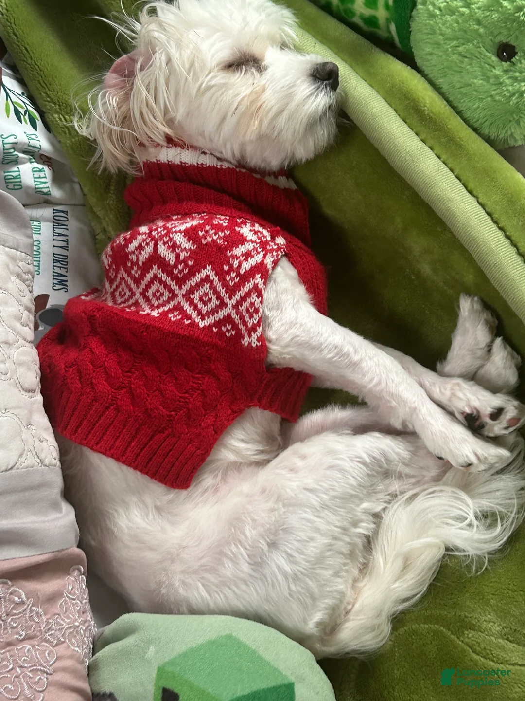 Mixed Breed dogs for sale: Maltese 3 - Ad 2