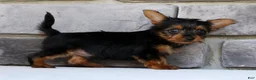 Morkie dogs for sale: Owen - Ad 7