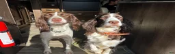 English Springer Spaniel dogs for sale: Blanket  - Ad 4