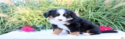 Bernese Mountain Dog dogs for sale: Lela - Ad 4