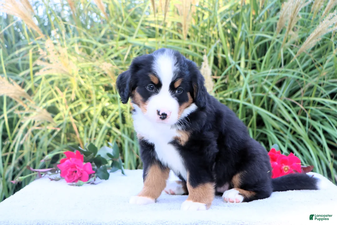 Bernese Mountain Dog dogs for sale: Lela - Ad 4