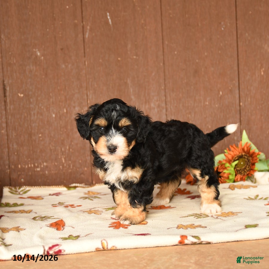 Mini Bernedoodle dogs Karl - Ad 2