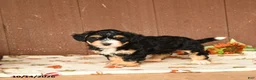 Mini Bernedoodle dogs for sale: Karl - Ad 2