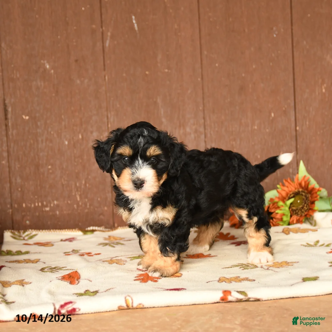 Mini Bernedoodle dogs for sale: Karl - Ad 2